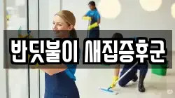반딧불이 새집증후군