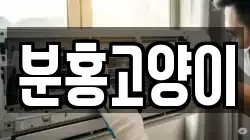 분홍고양이
