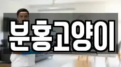 분홍고양이