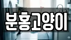 분홍고양이