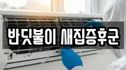 반딧불이 새집증후군